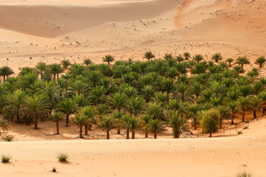 Une oasis au milieu des dunes, dans l'émirat d'Abou Dhabi
