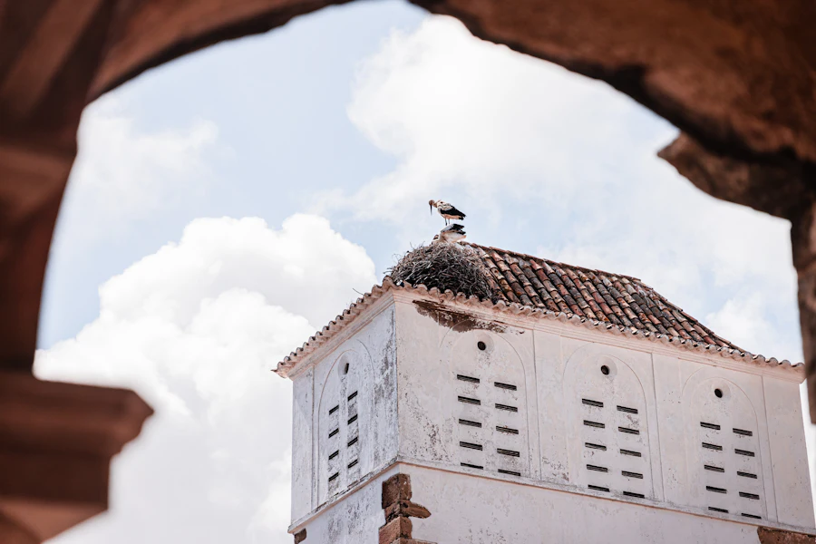 Une cigogne sur un toit de Faro