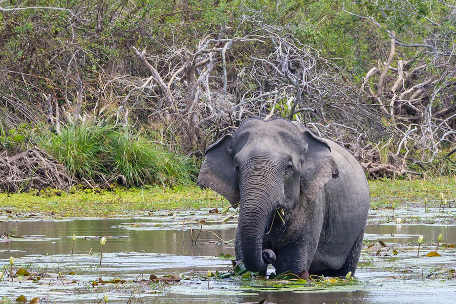 Un éléphant dans les marais de la côte est du Sri Lanka