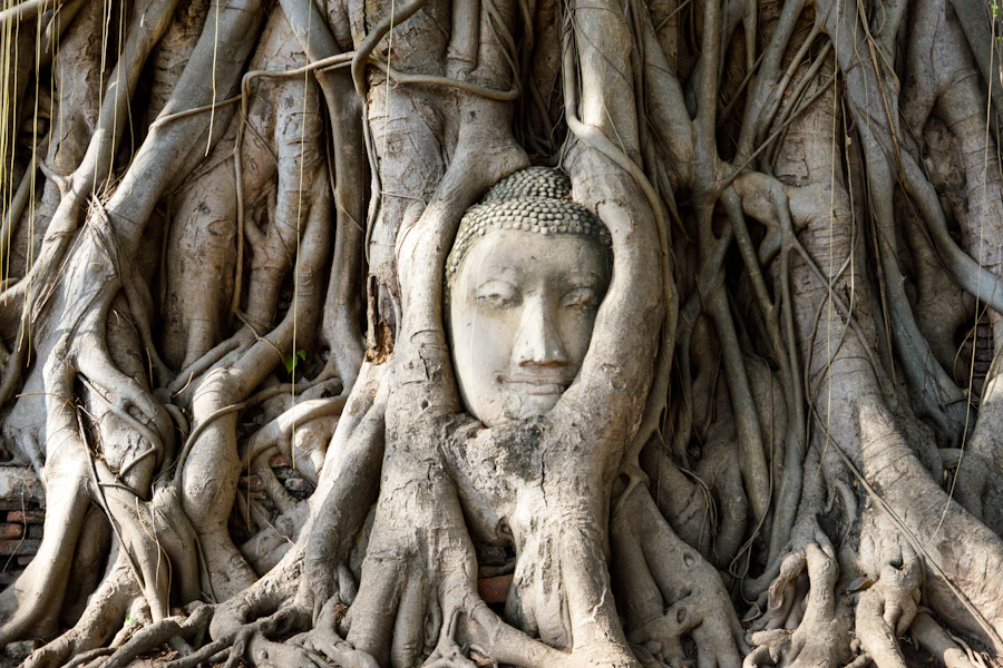 La tête de Bouddha enserrée dans les racines d'un figuier, au Wat Mahathat