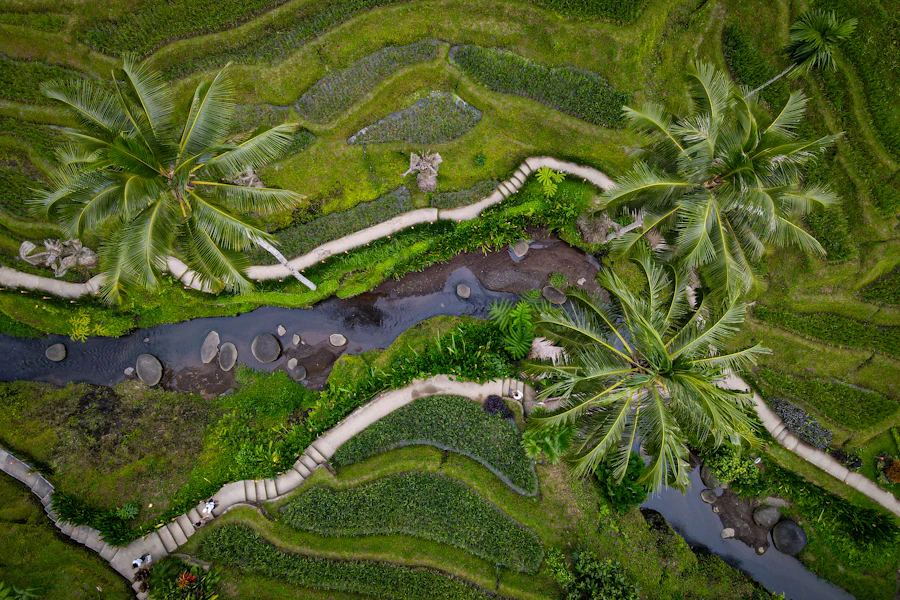 Les terrasses de riz vertes de Tegallalang, au nord d'Ubud