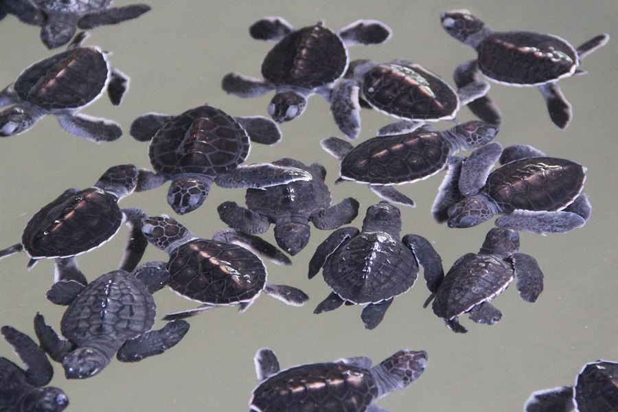 Des bébés tortues à l'écloserie de Kosgoda