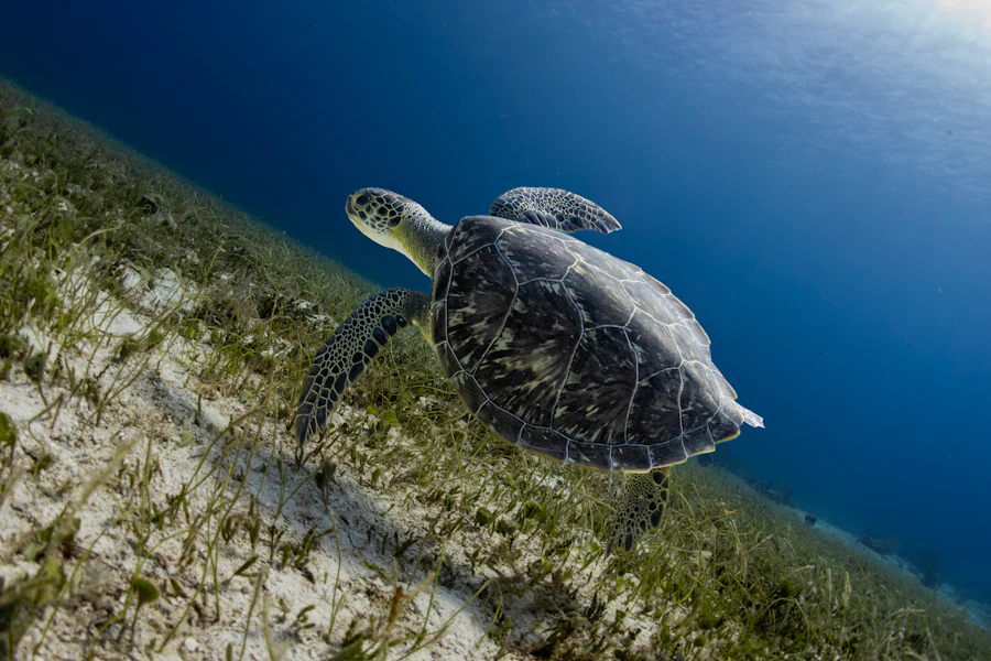 Une tortue marine nage au-dessus du récif de Cozumel