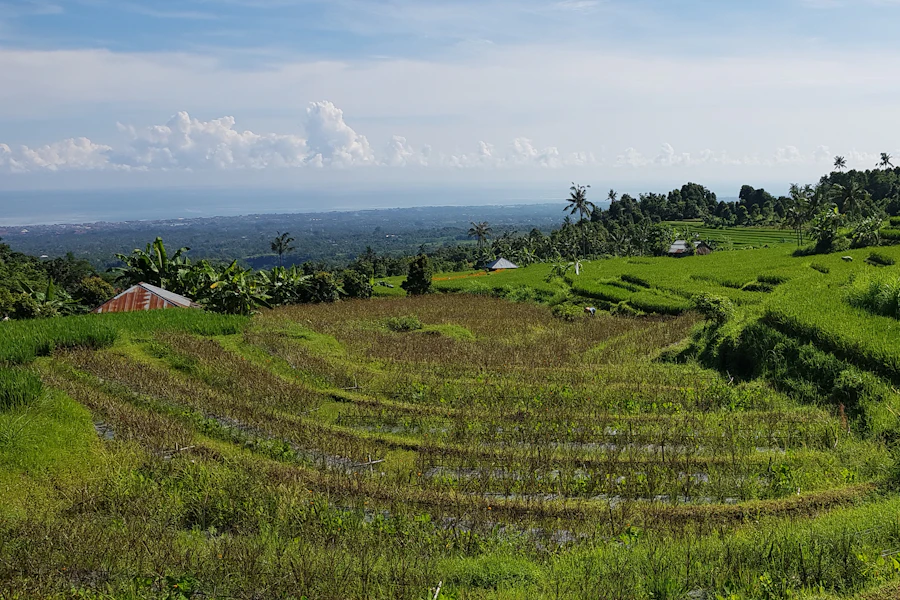 Une rizière verdoyante près de Canggu