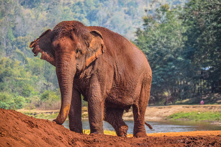 Un éléphant dans un refuge près de Chiang Mai