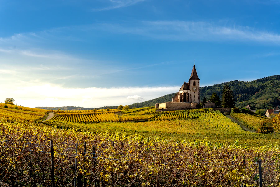 Riquewihr et son clocher au milieu des vignes