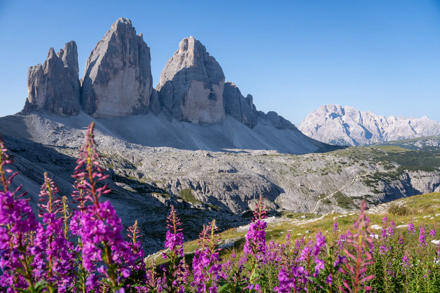 Les trois tours des Tre Cime di Lavaredo derrière des fleurs sauvages
