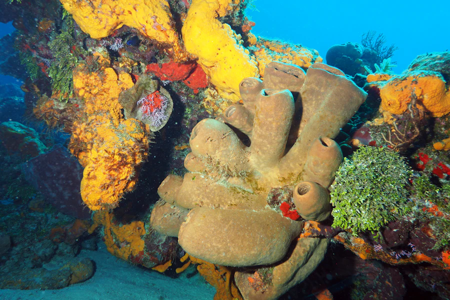 Les coraux du récif de Cozumel