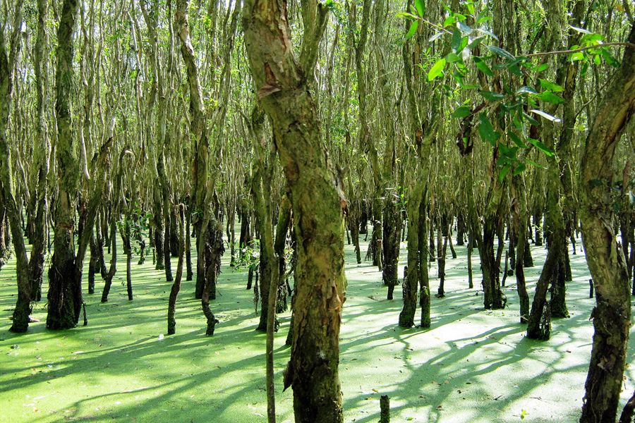 La forêt de cajeputiers de Tra Su