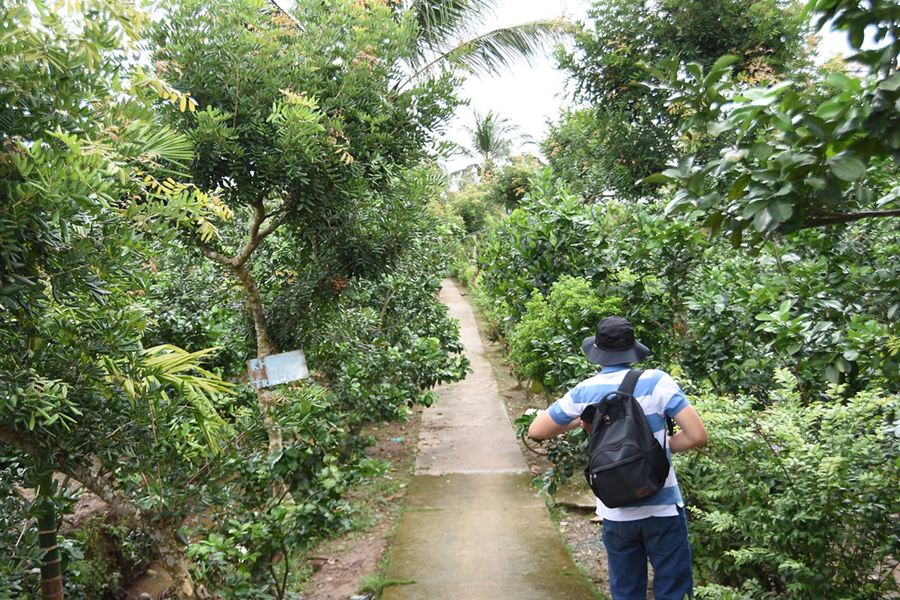 Un sentier dans un verger de pomelos du delta