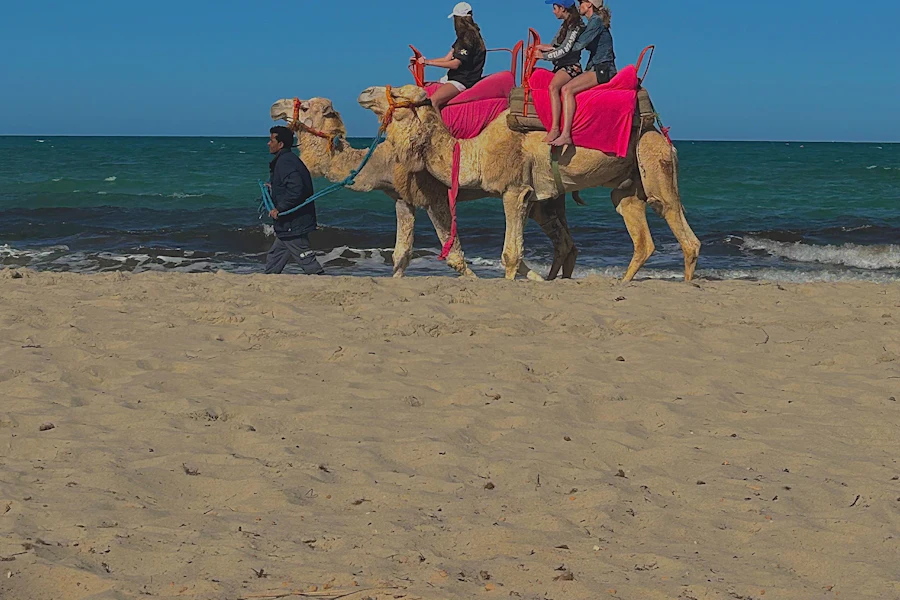 Promenade à dos de dromadaire sur une plage de la côte est de Djerba