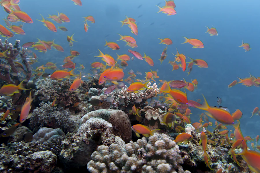 Un banc de poissons sur un récif de la mer Rouge, au large d'Hurghada