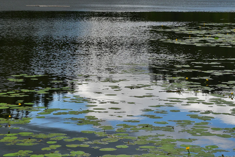 Le Forggensee entouré de forêts