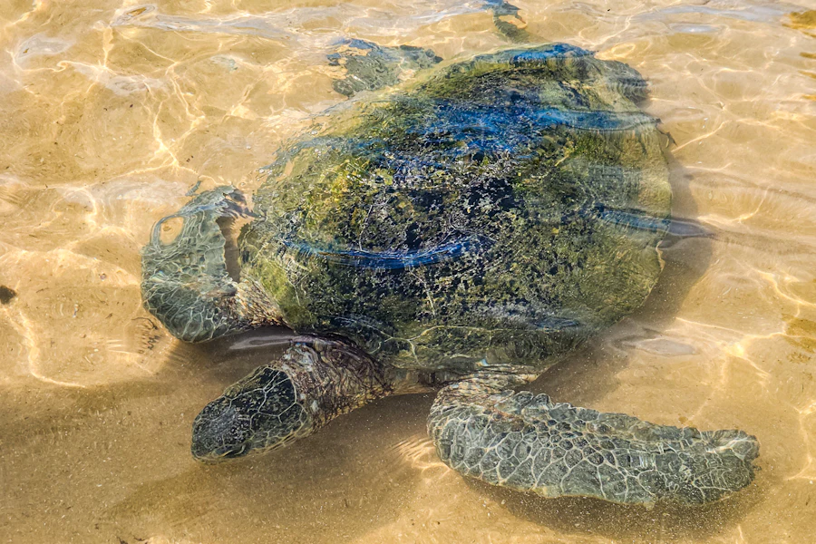 Une tortue de mer dans l'eau claire de Hikkaduwa