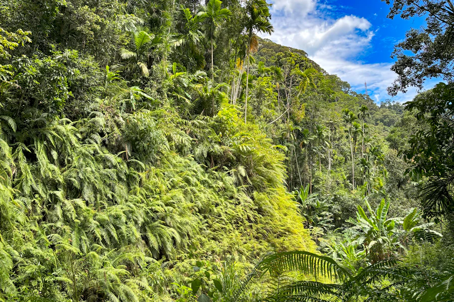 La canopée de la forêt tropicale de Sinharaja