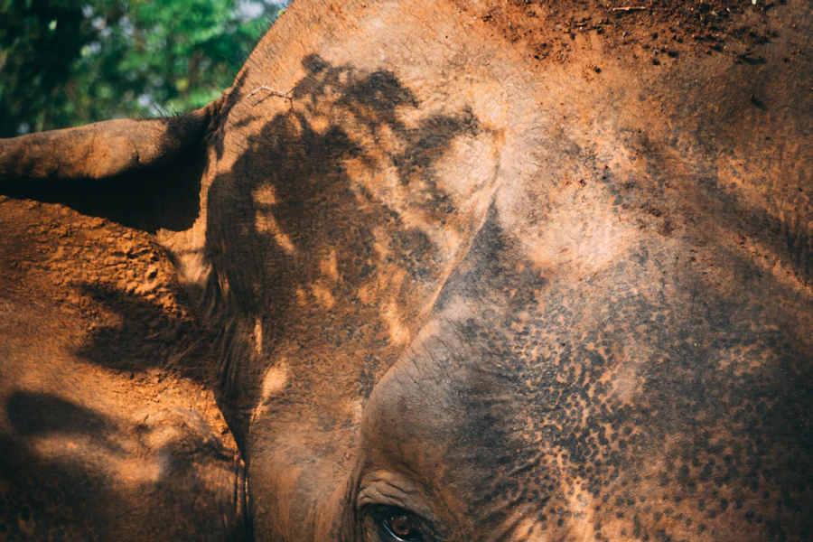Un éléphant trompe levée dans le parc d'Udawalawe