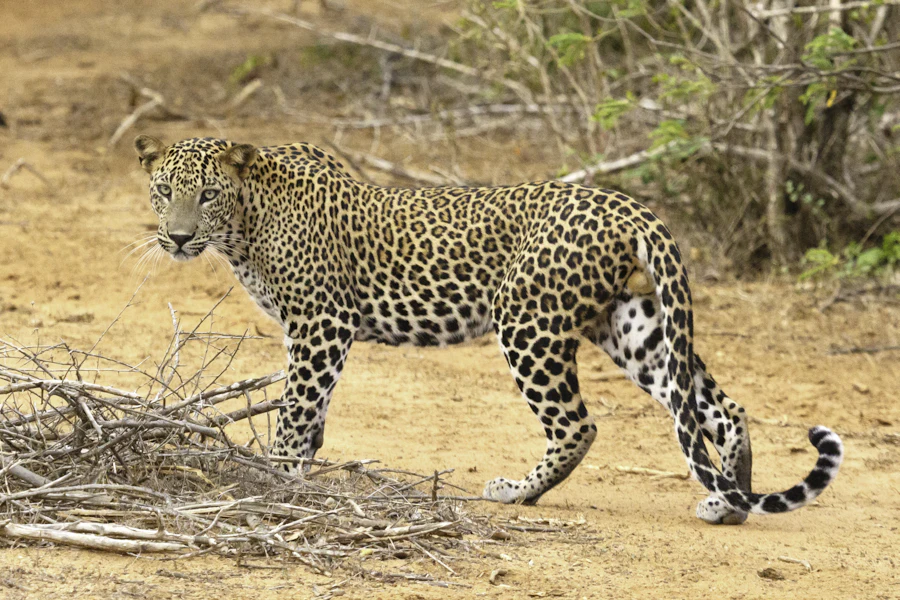 Un léopard dans les herbes, au Sri Lanka