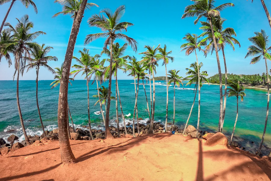 Les cocotiers penchés sur la plage de Mirissa