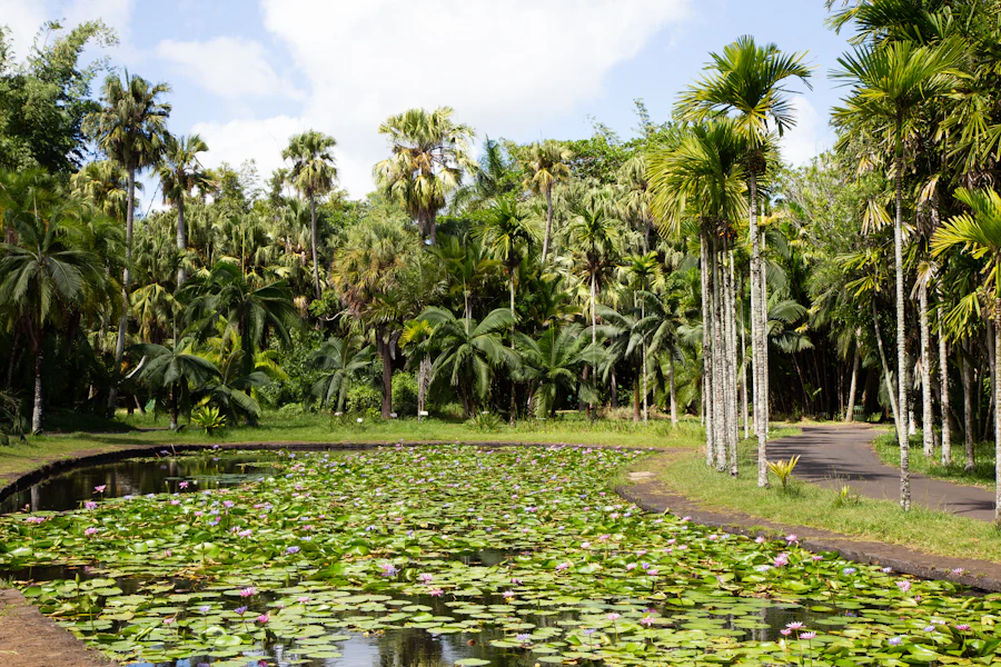 Un étang couvert de nénuphars au jardin de Pamplemousses