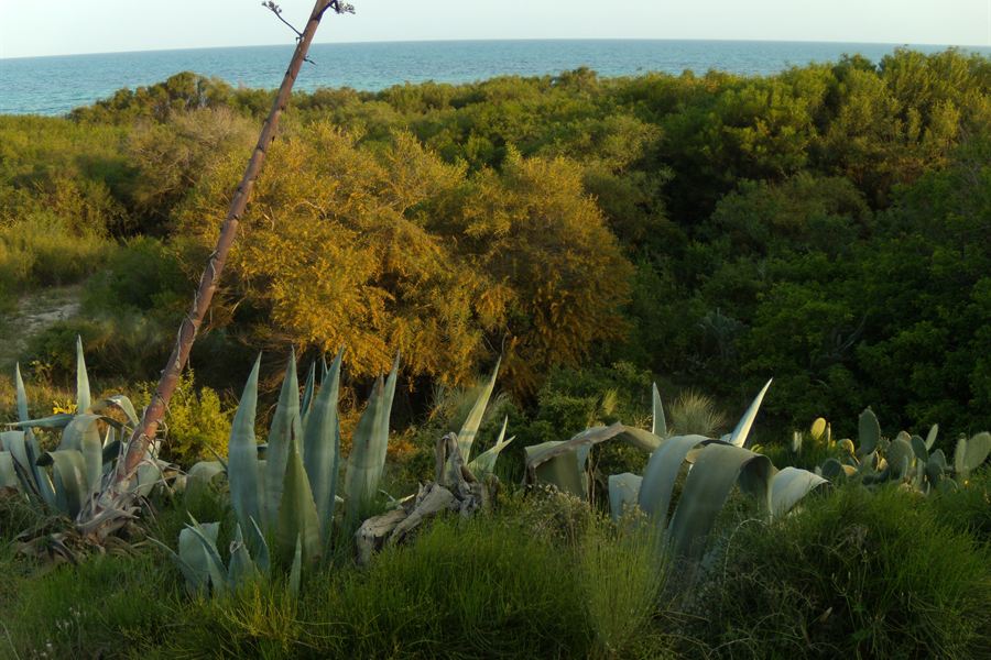 Le jardin de Dar Sebastian