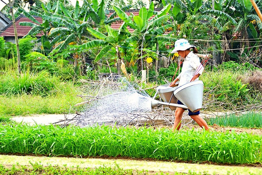 Un maraîcher arrose ses légumes à Trà Quế