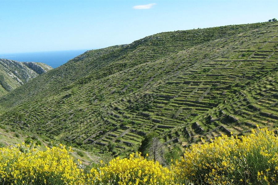 Les champs de lavande de Hvar