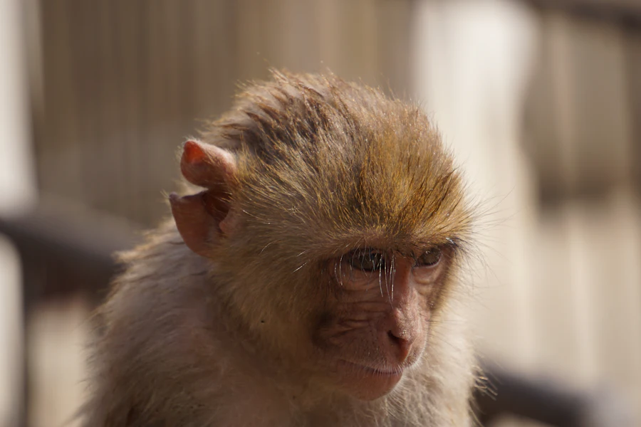 Un singe à Galta Ji, le « temple des singes »