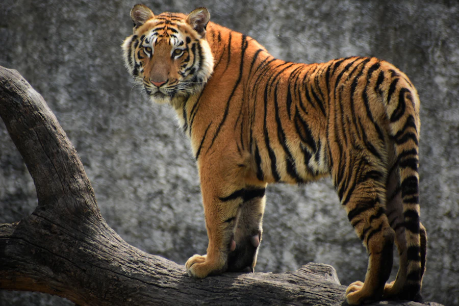 Un tigre du Bengale