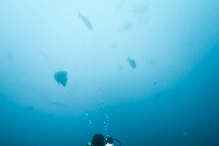 Un plongeur dans les eaux de la mer d'Andaman