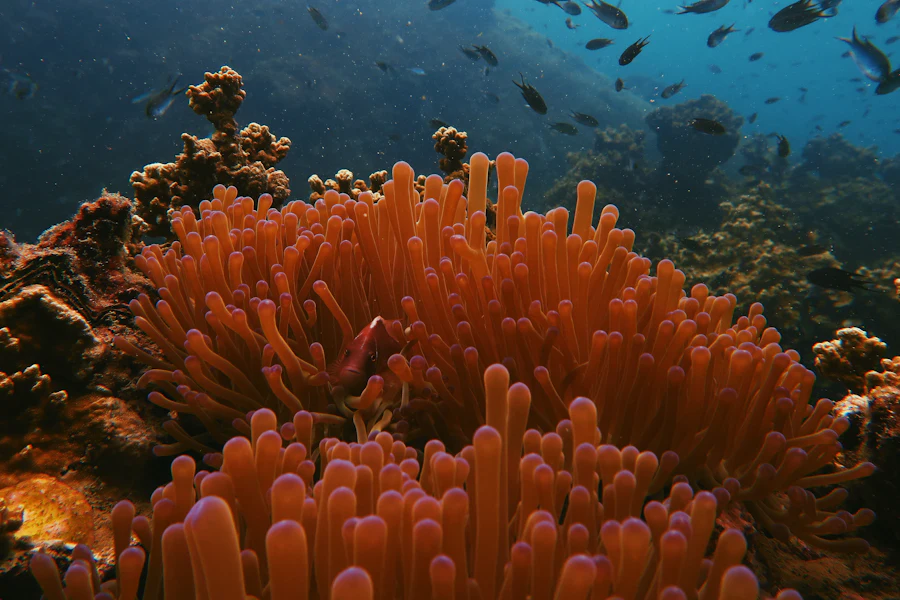 Une anémone de mer dans les fonds de Koh Tao