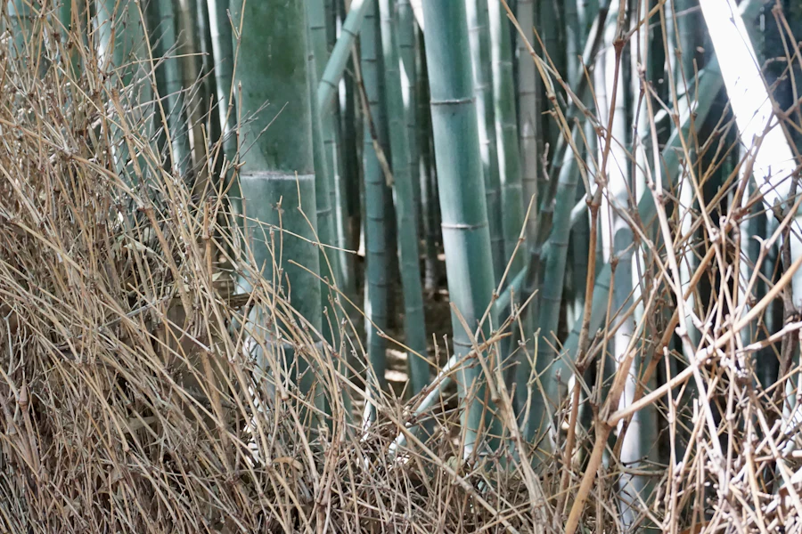 Le chemin de la forêt de bambous d'Arashiyama