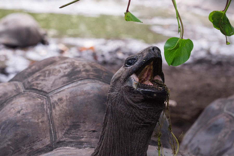 Une tortue géante qui se nourrit de feuilles, à La Digue