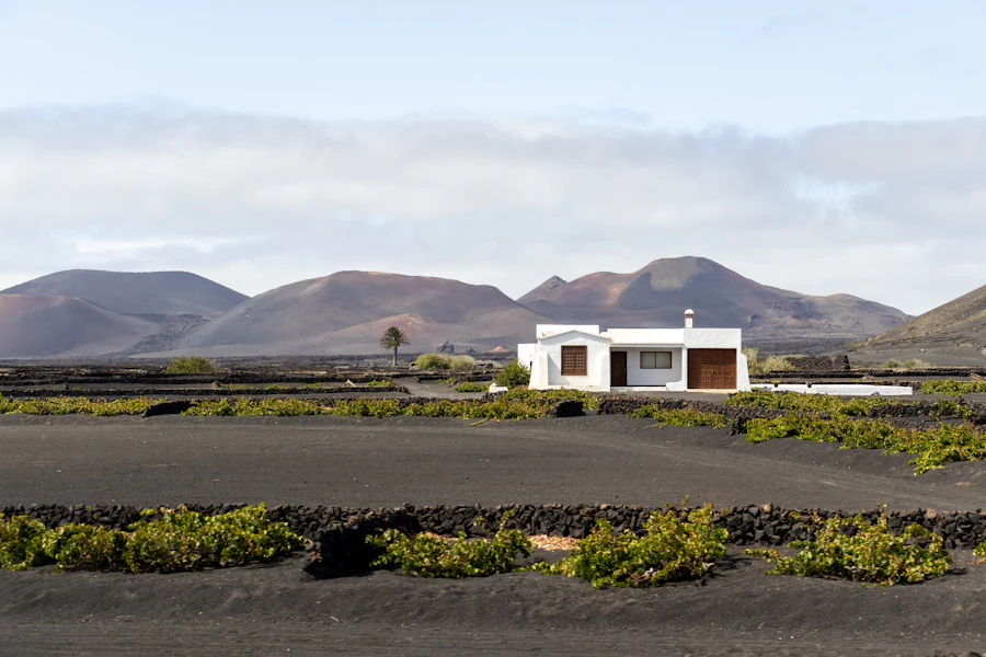 Une maison blanche au milieu des vignes de La Geria