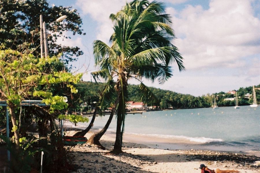 Palmiers sur la plage de l'Anse Mitan