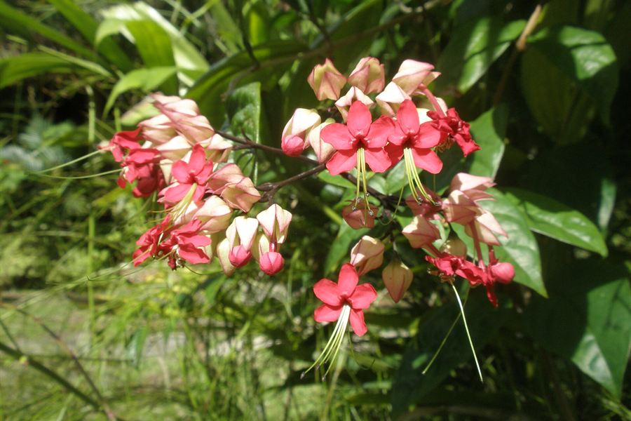 Fleurs du jardin du domaine de la Pagerie