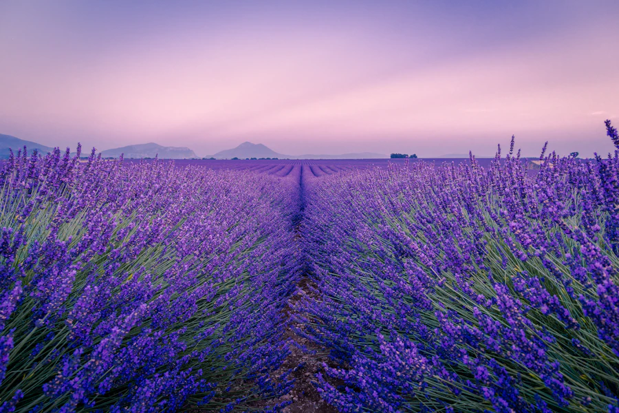 Des rangées de lavande sur le plateau de Valensole