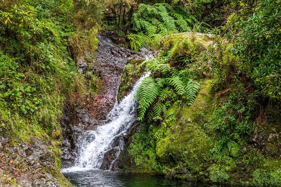 Une cascade dans la forêt de Laurisilva