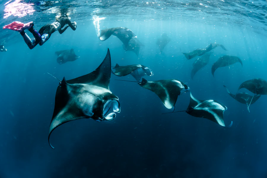 Raies manta et plongeurs dans le bleu de l'océan Indien