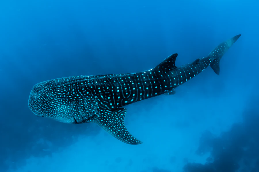 Un requin-baleine nageant près de la surface