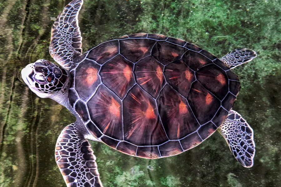 Une tortue de mer nage en eau claire
