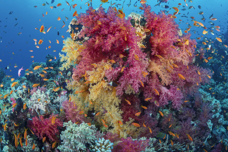 Coraux et poissons d'un récif de Marsa Alam