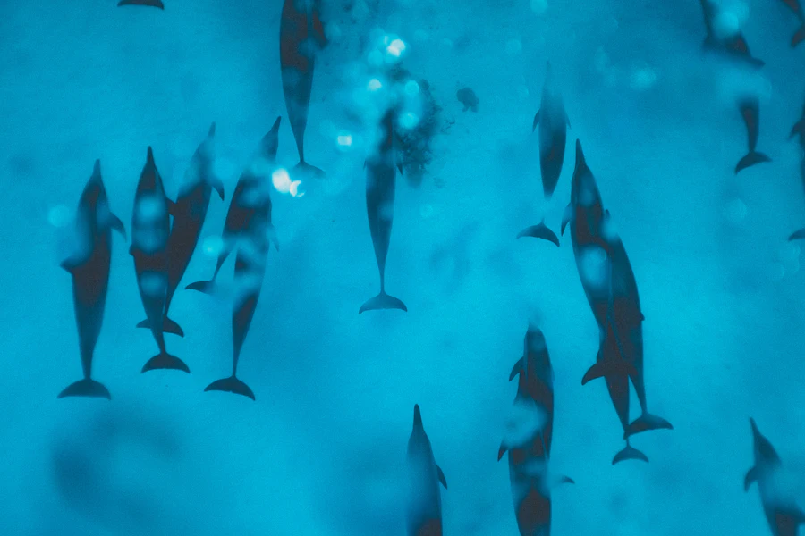 Un groupe de dauphins à long bec sous la surface