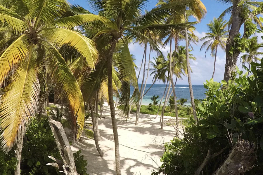 Cocotiers et sable blanc à Sainte-Anne, dans le sud de la Martinique