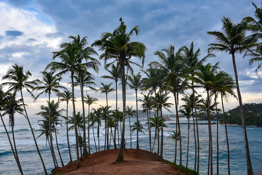Les cocotiers de Coconut Tree Hill au-dessus de la mer