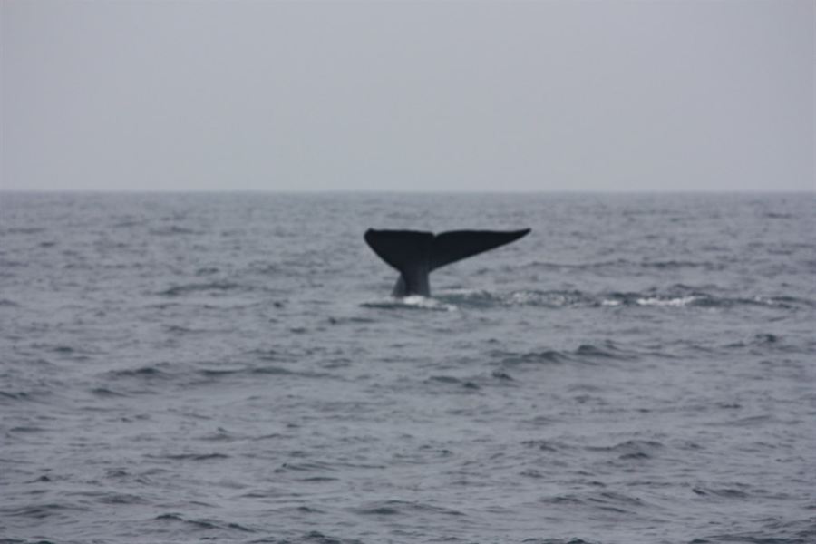 Une baleine bleue au large de Mirissa