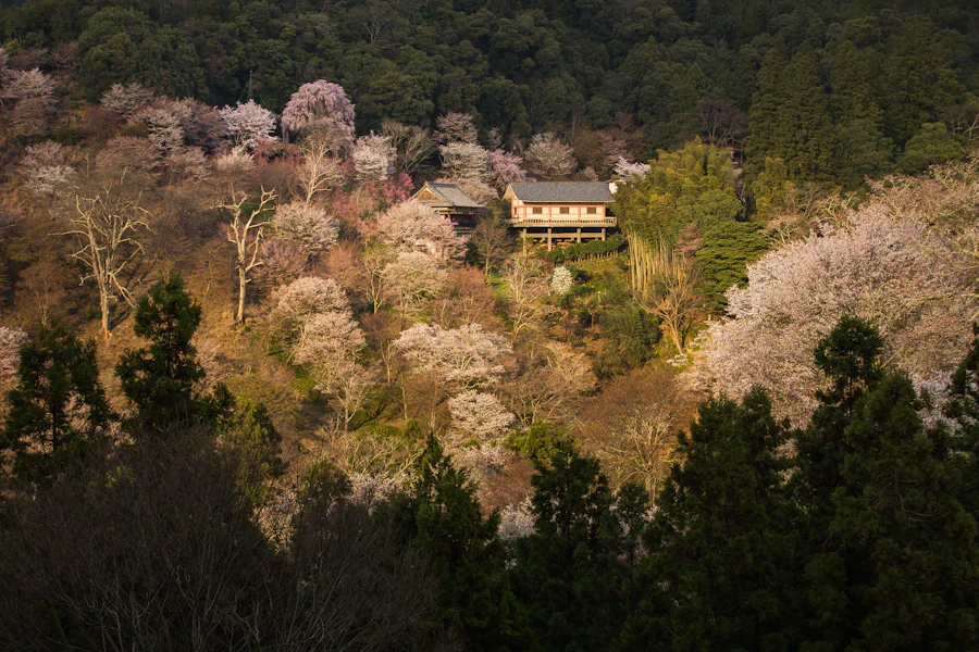 Une maison au milieu des cerisiers en fleurs, à Yoshino
