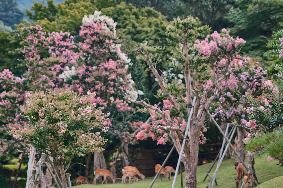 Des daims en liberté dans le parc de Nara