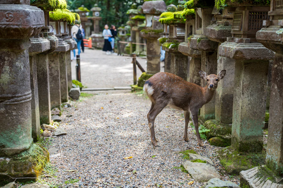 Un daim entre les lanternes de pierre du sanctuaire Kasuga Taisha