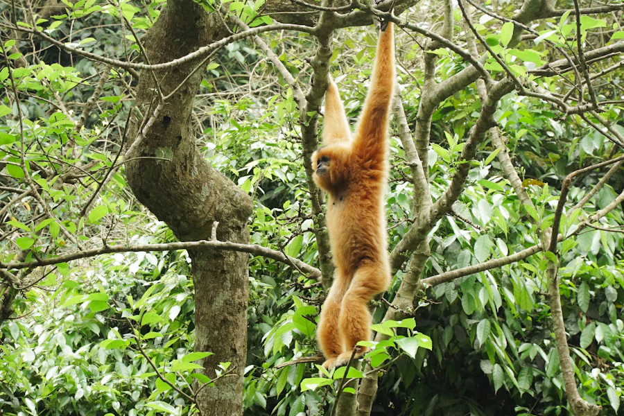 Un singe suspendu dans la forêt, au Vietnam