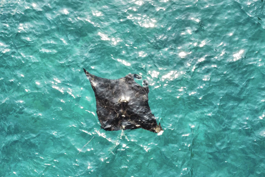 Une raie manta au large de Nusa Penida